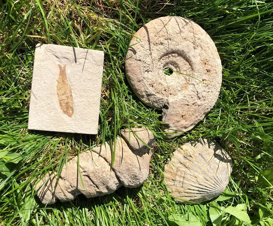 SAVE 20210717 053757 Copia