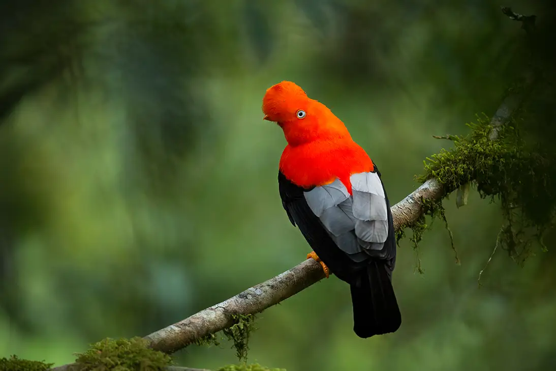 Cockoftherock Andino Nel Bellissimo Habitat Naturale Della Fauna Selvatica Del Peru