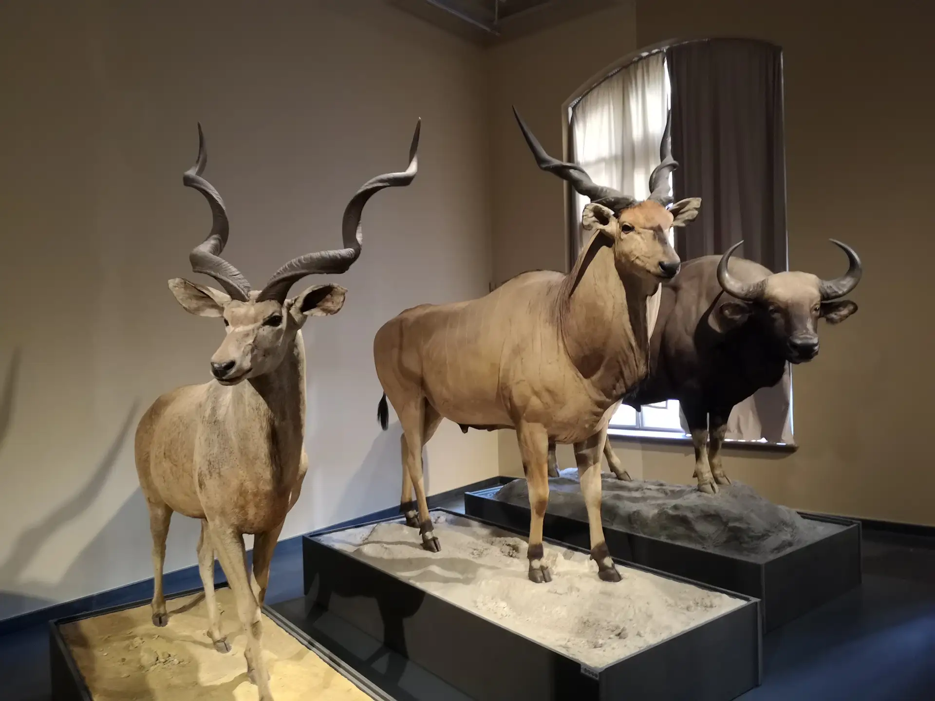 Il Cervo Piedi Contro Il Muro